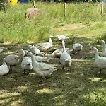Nad Morzem Przy Klifie 3 Debina Apartman *
