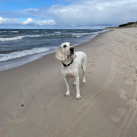 Nad Morzem Przy Klifie 3 Debina *