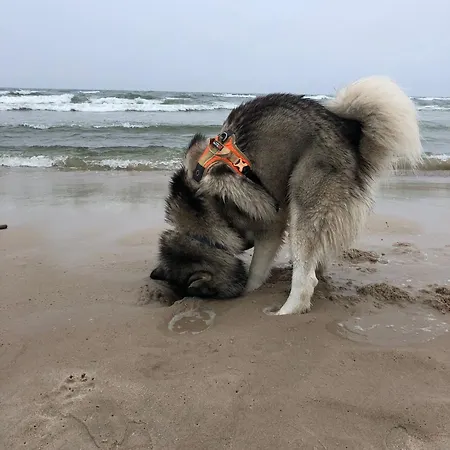 Nad Morzem Przy Klifie 3 Debina *