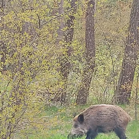 Nad Morzem Przy Klifie 3 Debina