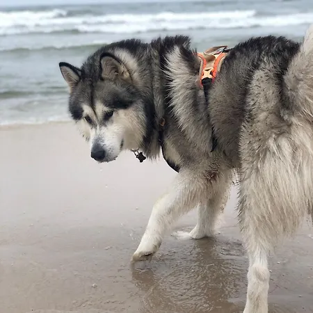 Nad Morzem Przy Klifie 3 Debina