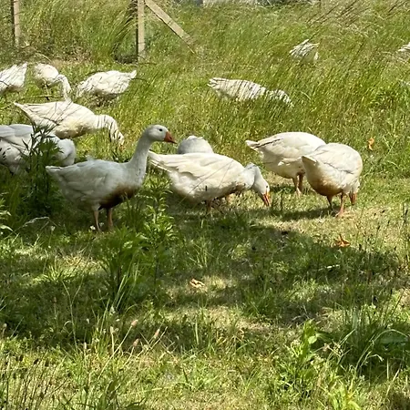 アパート Nad Morzem Przy Klifie 3 Debina *