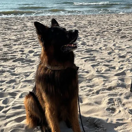 Nad Morzem Przy Klifie 3 Debina