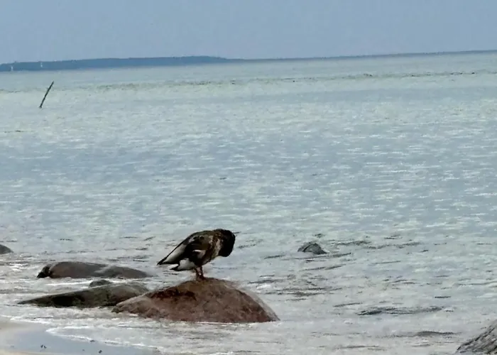 Nad Morzem Przy Klifie 3 Debina *