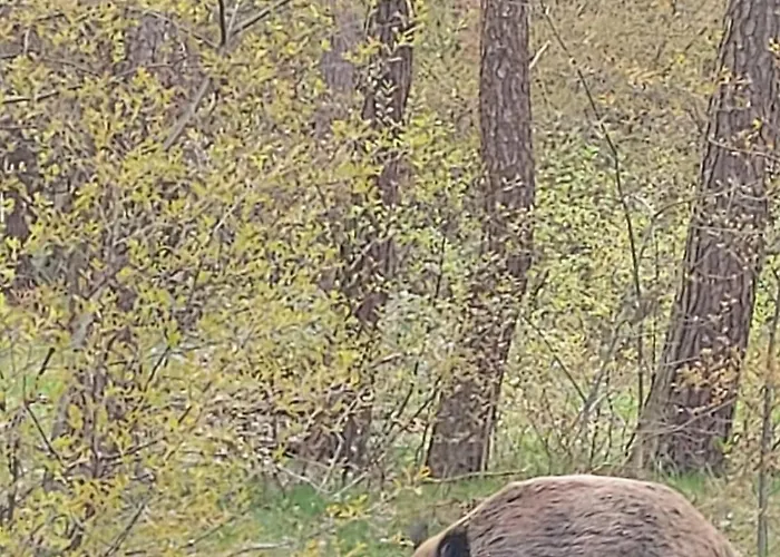 Nad Morzem Przy Klifie 3 Debina