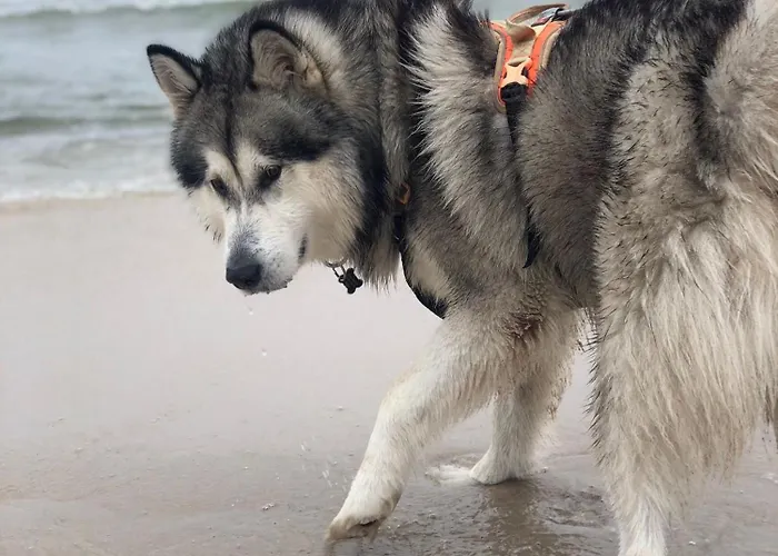 Nad Morzem Przy Klifie 3 Debina